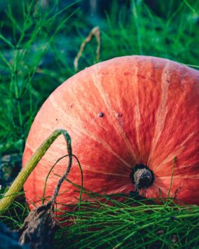 One India Organic Utpad